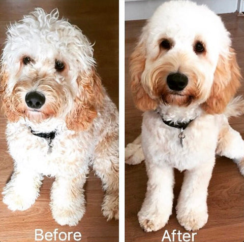 Cockapoo Lamb Cut before and after pictures
