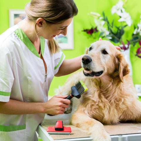 Considerations For Long-Haired Dogs