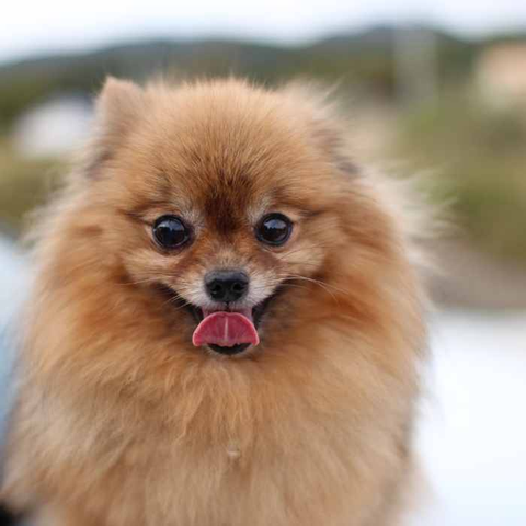 popular dog breeds, Pomeranian, dog breeds with most health issues
