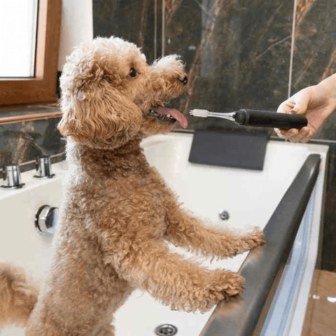 dog health issue, how groomer should react to dog's health issue