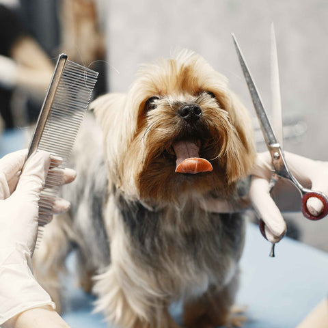 Dog Grooming Products for Modern Pet