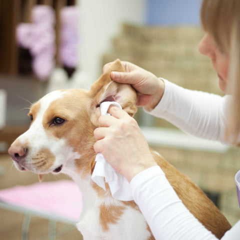 ear cleaning for dog