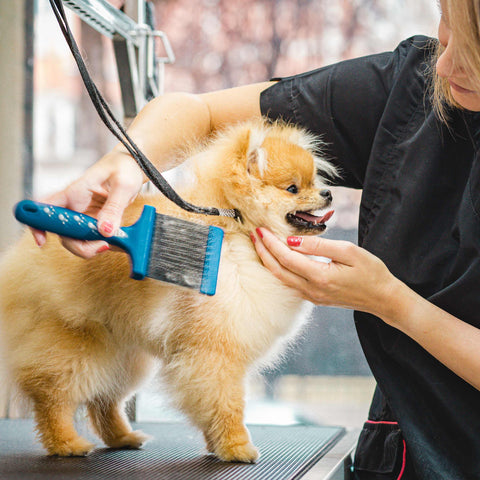 Essential Dog Grooming Products for Pet Groomers