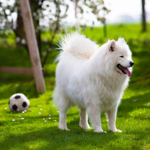 Essential Samoyed Grooming Tools