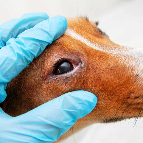 Eye Gunk in Pets