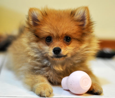 Fox Cut Pomeranian dog