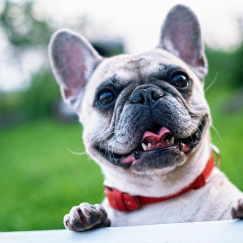French Bulldog grooming guide for groomers