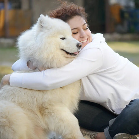 Samoyed Grooming Challenges and Solutions