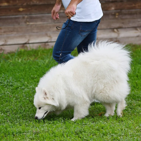 How to Groom a Samoyed