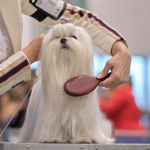 Long-Haired Dog Grooming Best Practices
