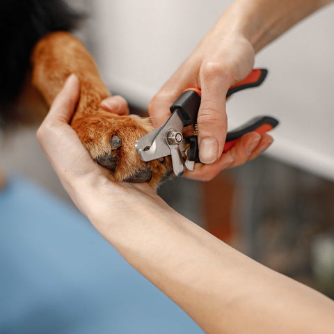 Paw Care for dog