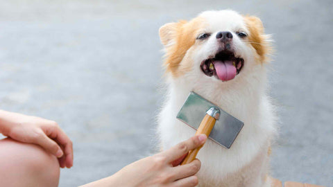 dog grooming 