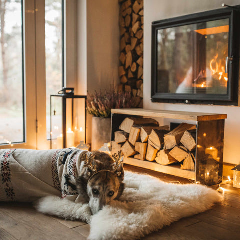 Preparing dogs for Cooler Days