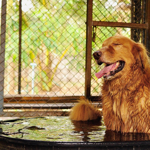 Preparing dogs for Summer Grooming