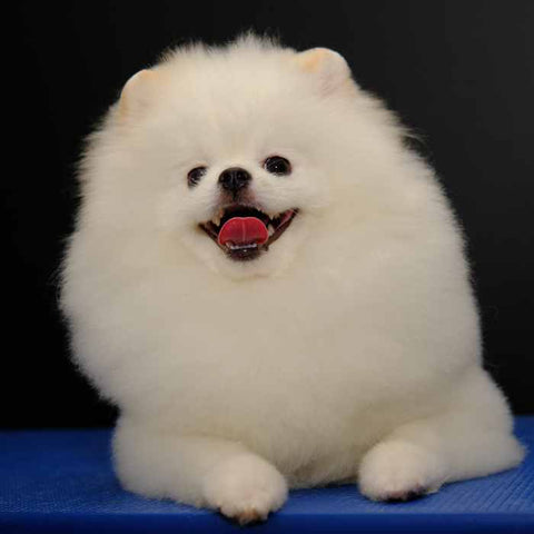 Puffball Cut Pomeranian haircut