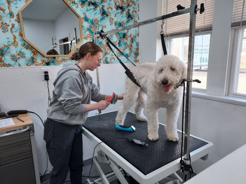 brushing pets, best advice from groomer