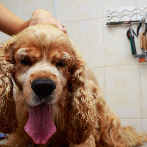 Routine Brushing Method for dogs
