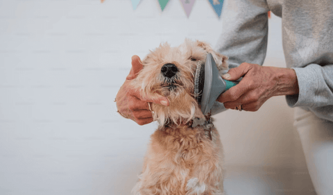 dog grooming