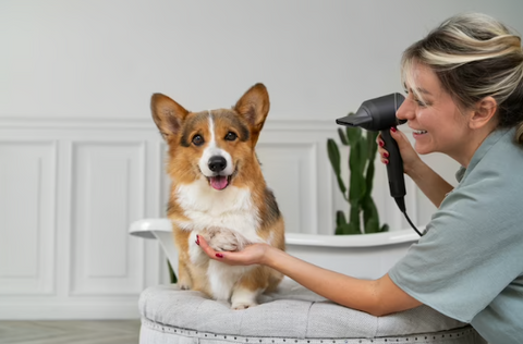 happy groomer grooming a dog