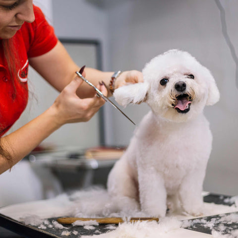 Seasonal Pet Grooming