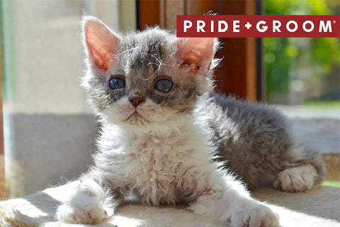 Curly Haired Breed Cat