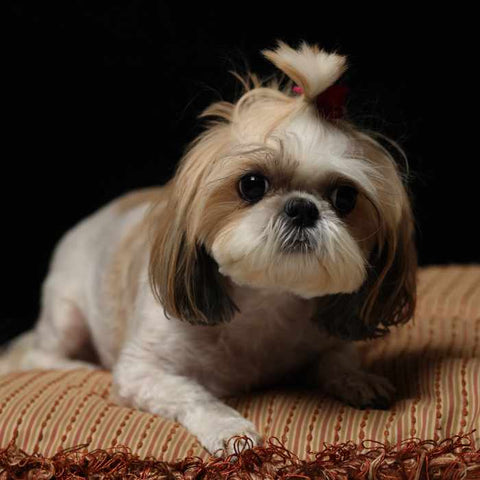 Shih Tzu topknot style