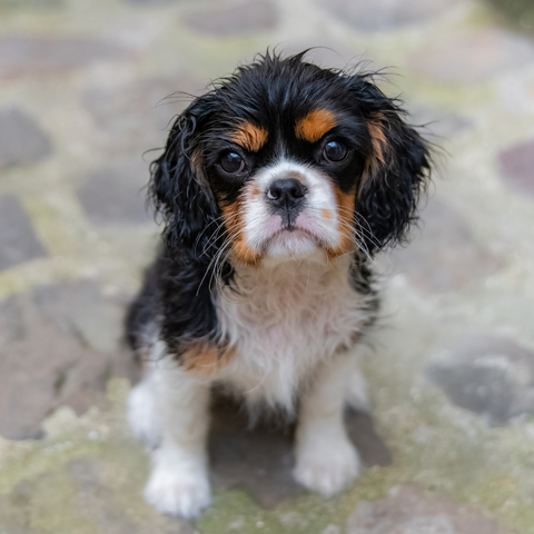 Steps to Cavalier King Charles Spaniel Grooming