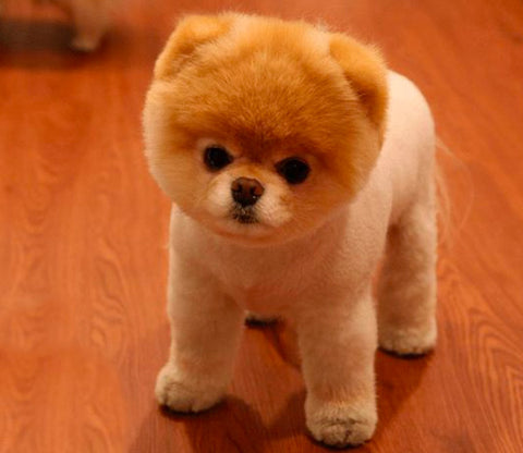 Teddy Bear Cut pomeranian