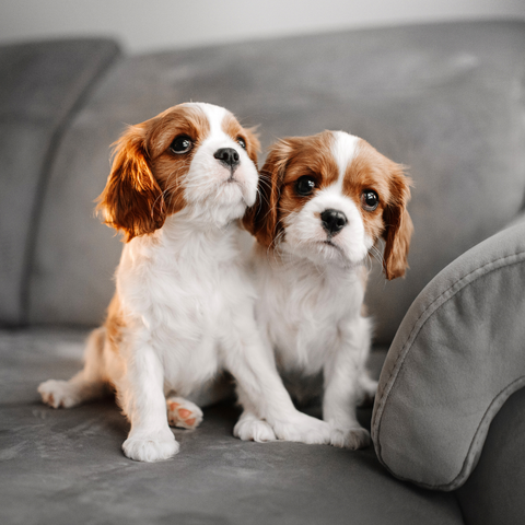Tips for Keeping Cavalier Comfortable