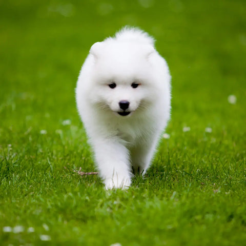 Understanding Samoyed Coats