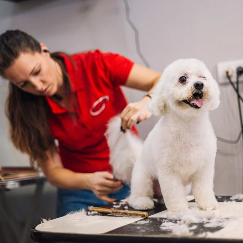 mobile dog grooming business model