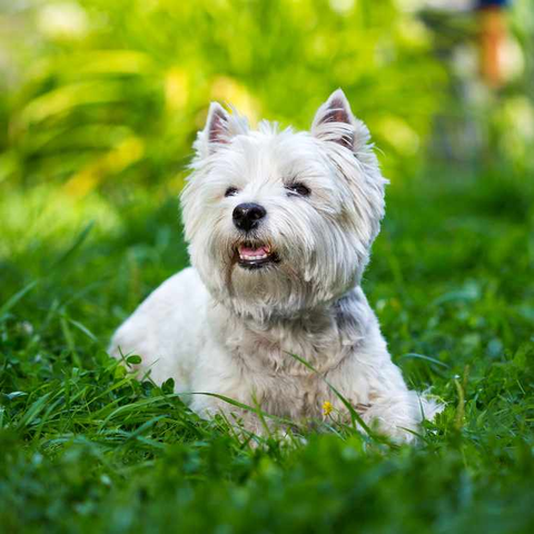 popular white dog breeds, West Highland White Terrier