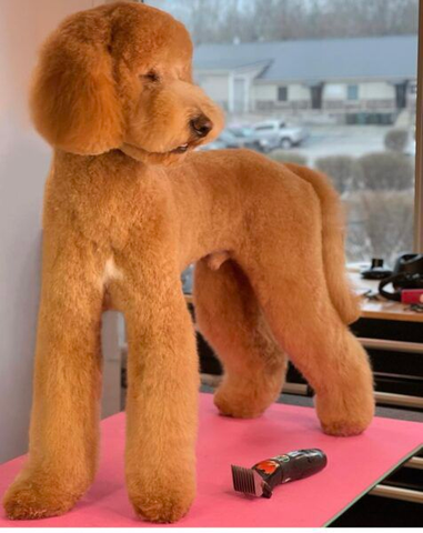 Where did the Goldendoodle come from?, how to groom goldendoodle