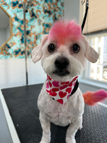 alison coloe's colorful haircut for dogs