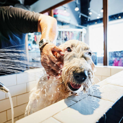 bath and trim method for dogs