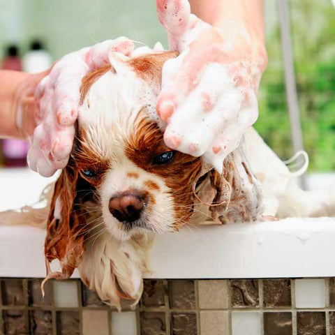 best dog conditioner