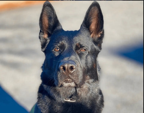 black German k9