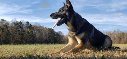 black german k9 sitting