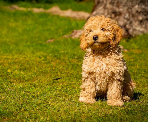 brown cockapoo puppy cut, puppy cut