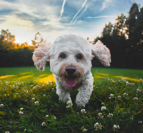 cockapoo, best haircuts for cockapoo, cockapoo grooming guide for professional groomers.jpg