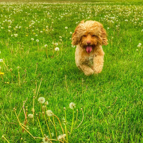 cockapoo summer haircuts