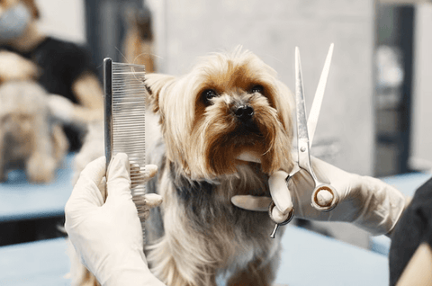 dog grooming