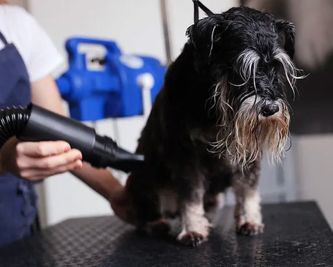 dog grooming, blow drying the dog.jpg