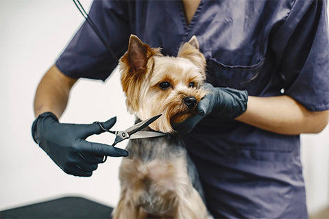 grooming Terriers , interview with dog groomer