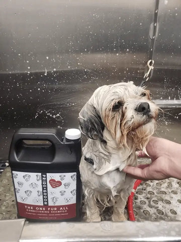 dog taking bath with pride+groom shampoo