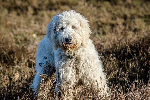 dog, goldendoodle, hybrid, goldendoodle cuts guide for groomers