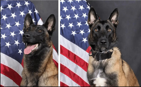 German shepherd dog with USA flag background