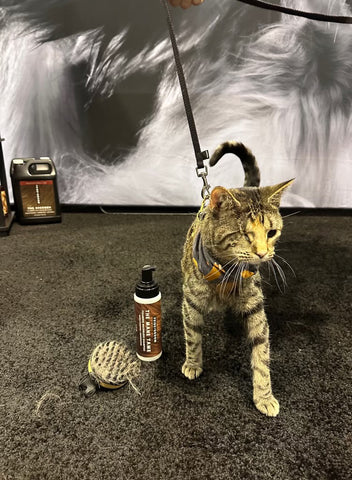 growing cat industry on global pet expo 2023