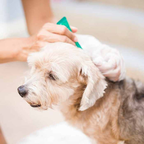 How to Prevent Yeast Infections in Dogs?