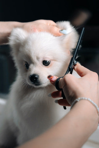 pet grooming